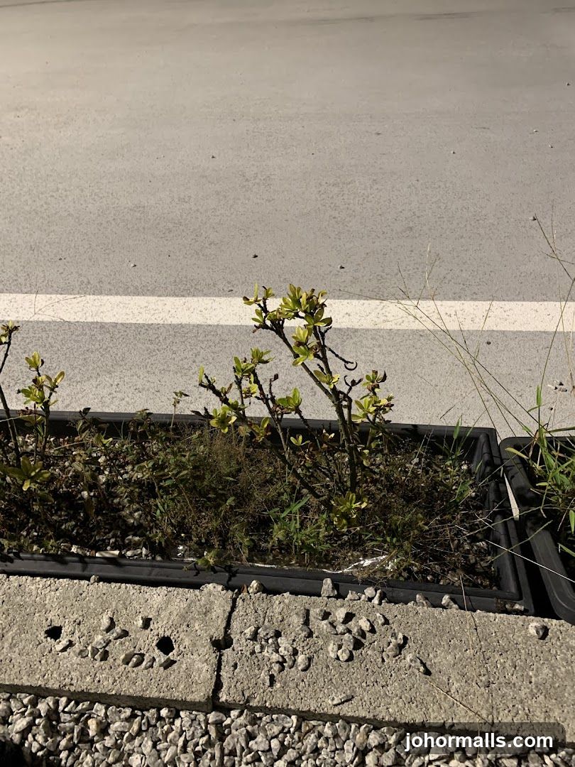 Plants in a planter box by a road