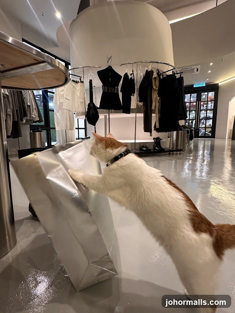 Cat in a Clothing Store
