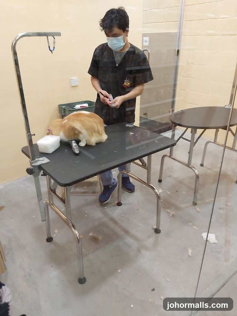 Groomer with cat