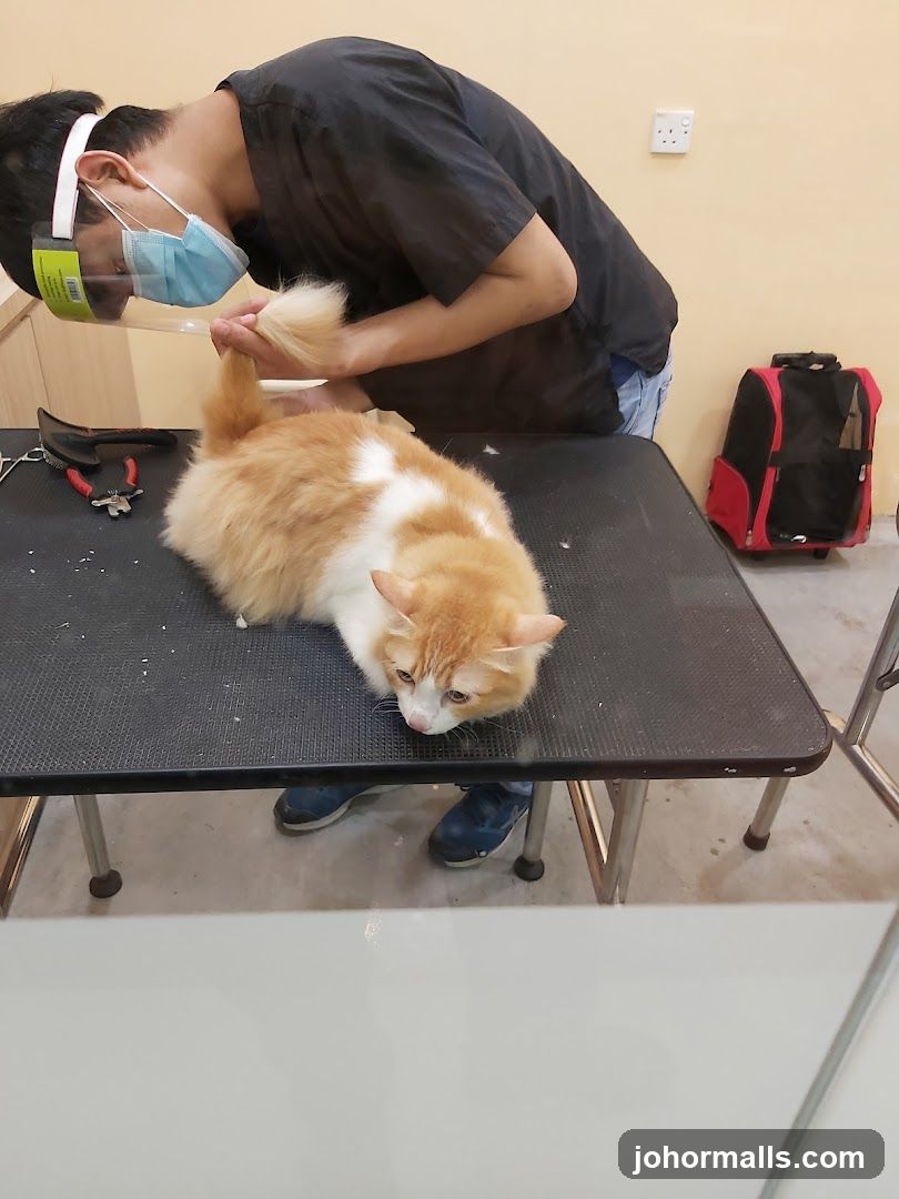 Groomer tending to a cat