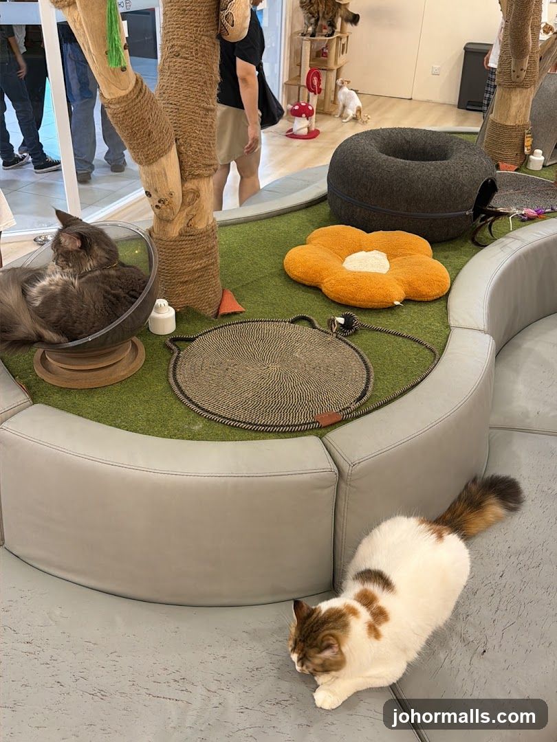 Chucky Cat Cafe (Paradigm Mall)