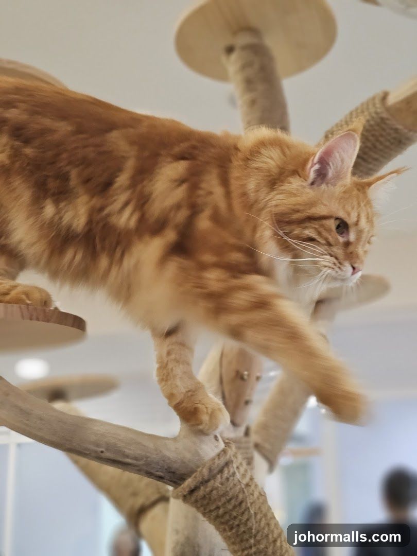Orange Cat on a Cat Tree