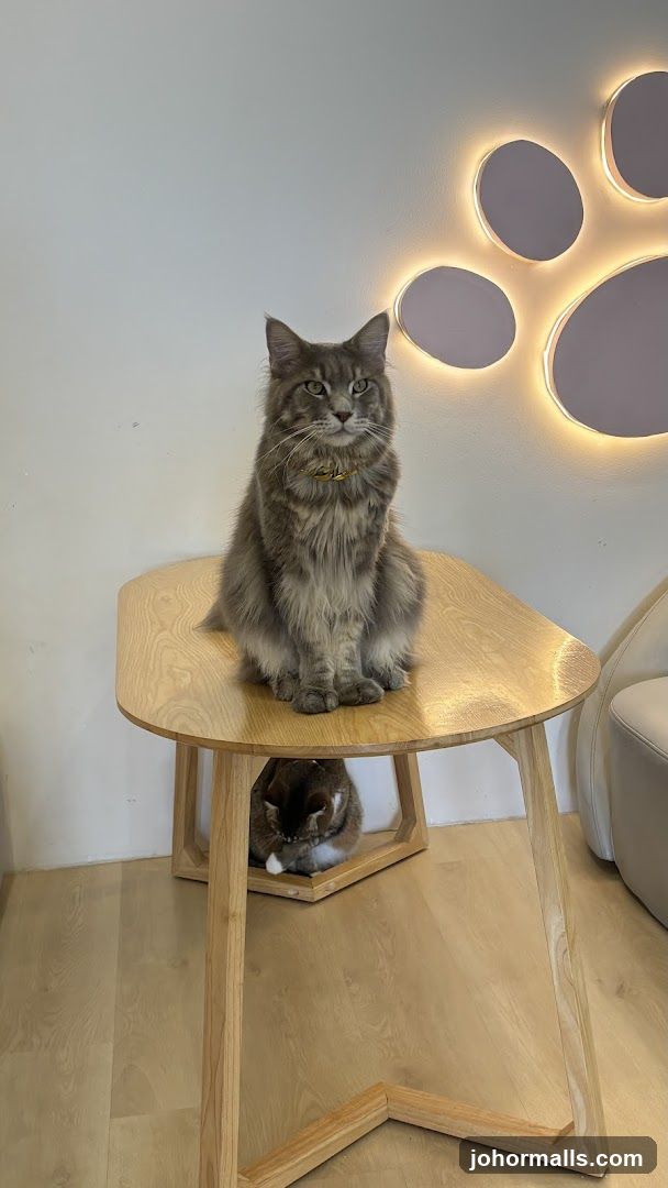Cats on a table
