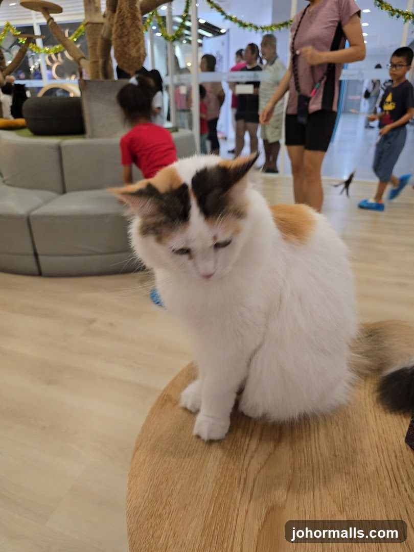 Cat sitting on a table