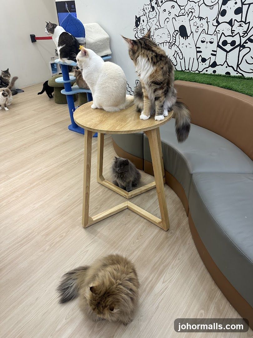 Cat Cafe Interior