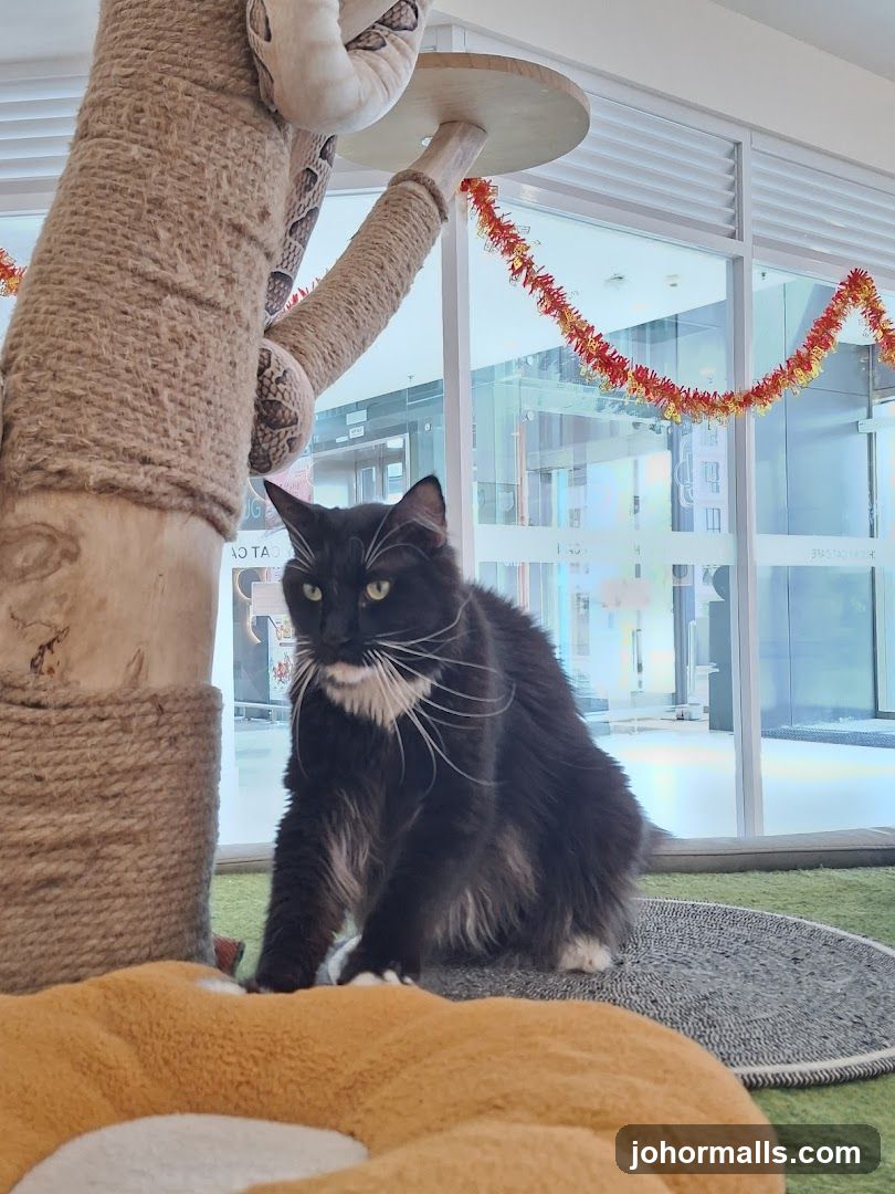 Cat in a cat cafe