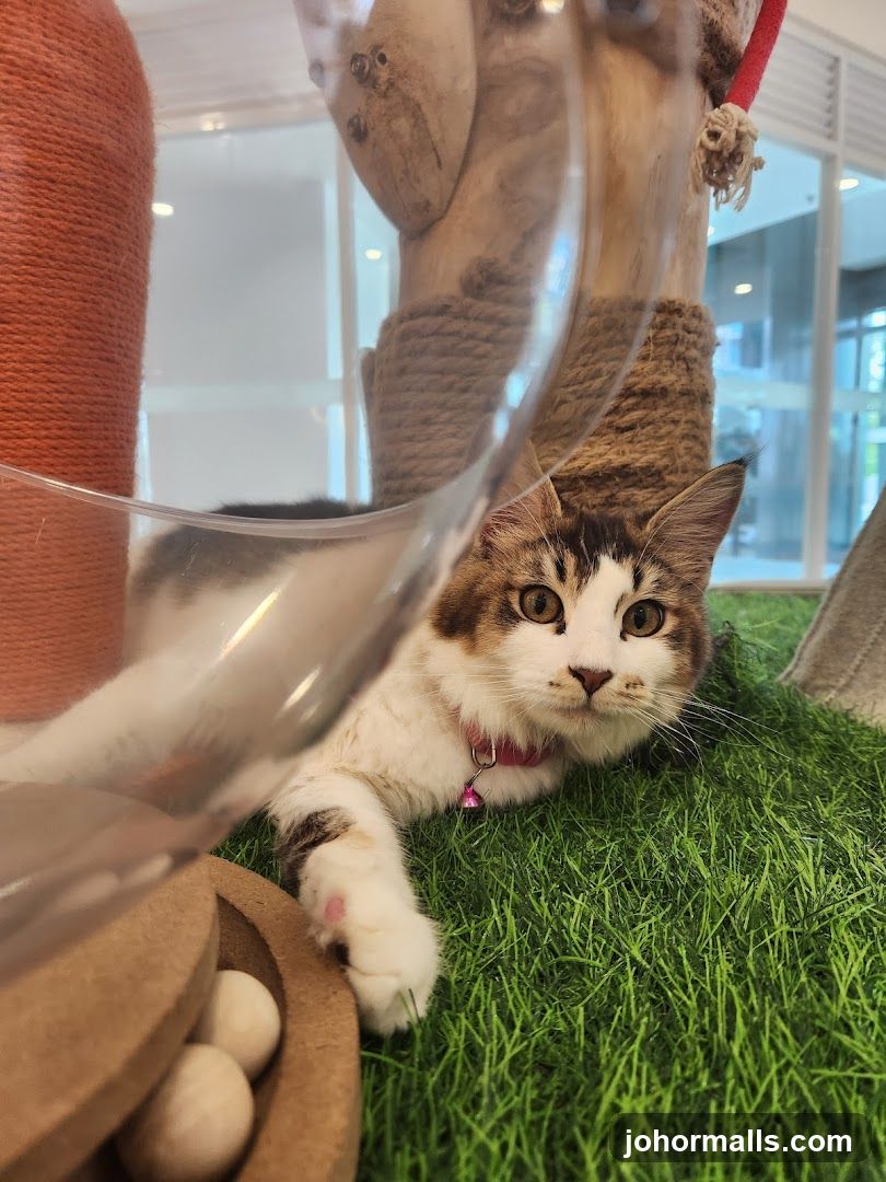 Cat in a play area