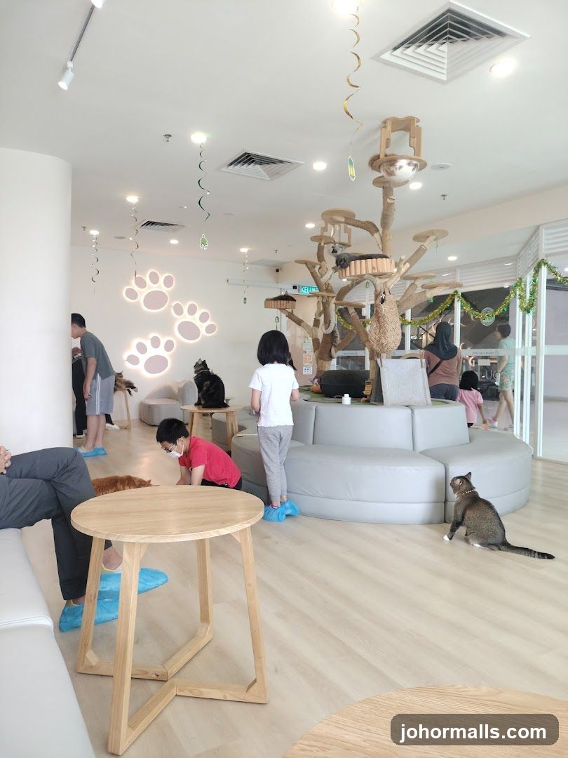 Cat Cafe Interior