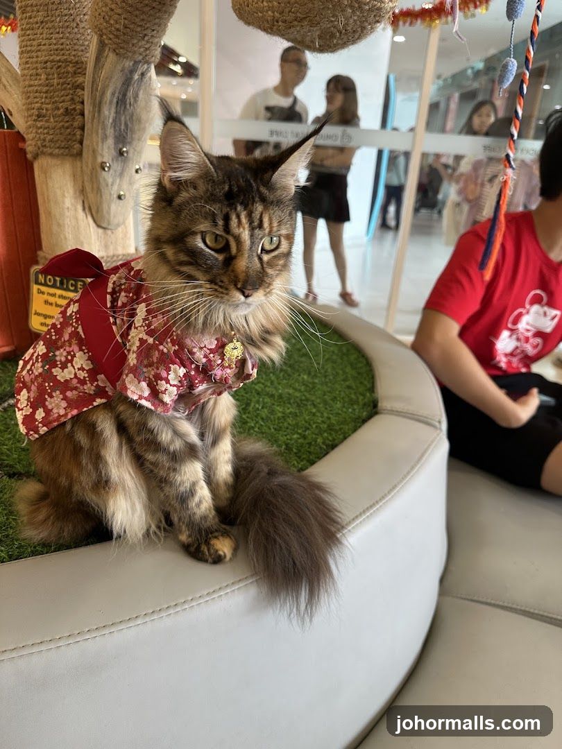 Cat in a kimono