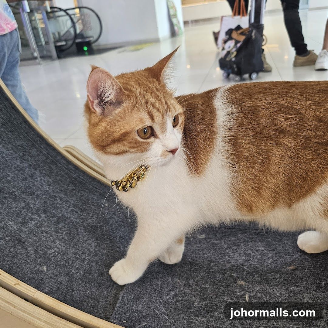 Orange and white cat with a decorative collar