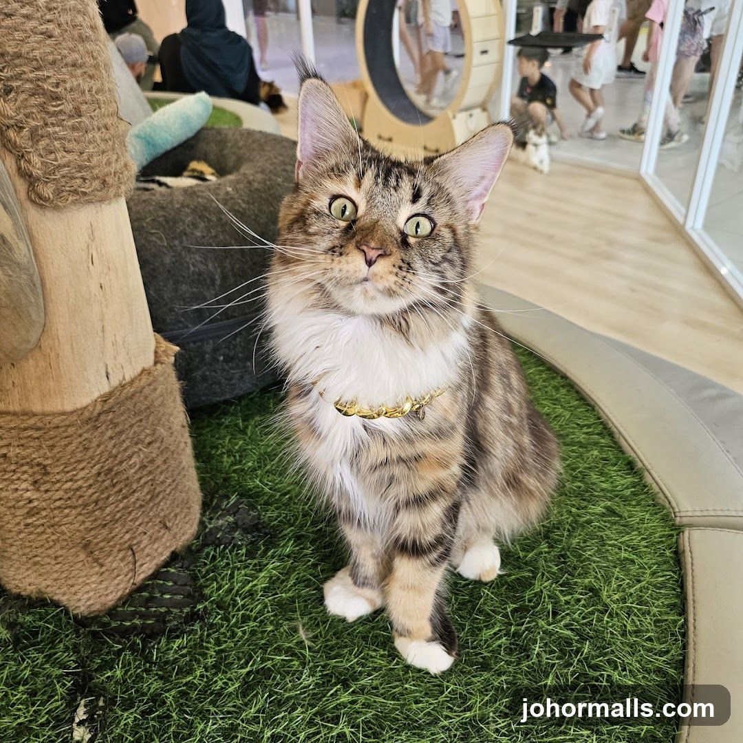 Cat in a Cat Cafe