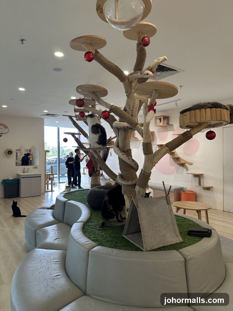 Cat Cafe Interior