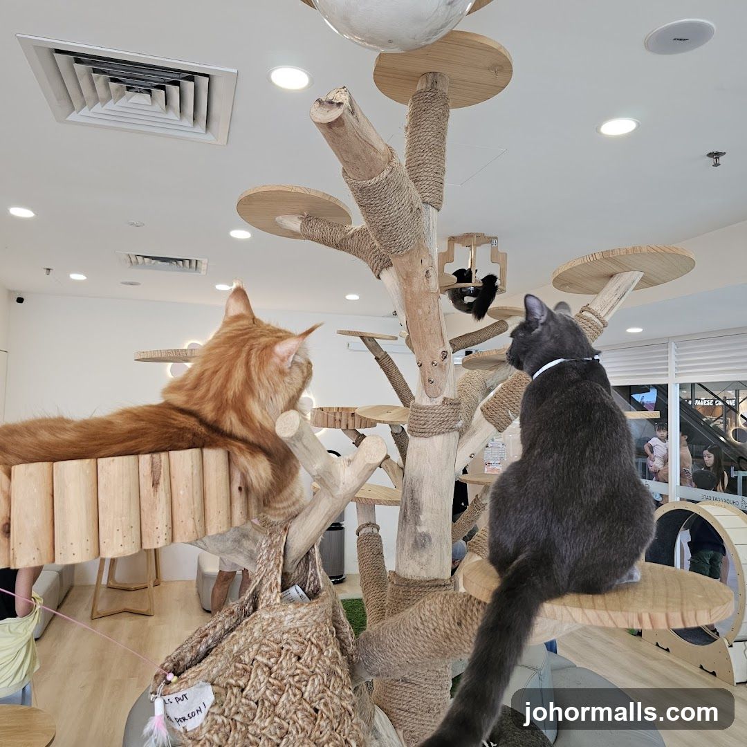 Cat Cafe Interior