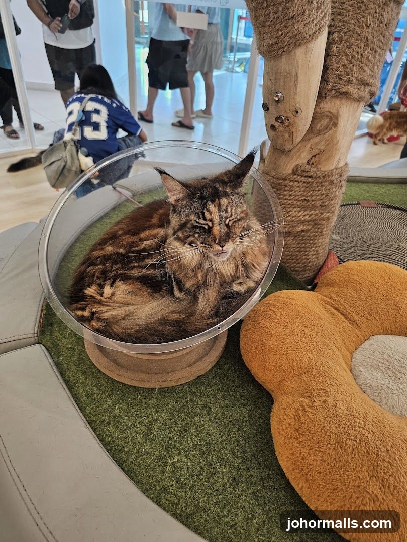 Cat in a clear pod
