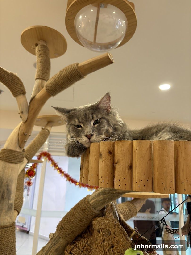 Cat on a perch