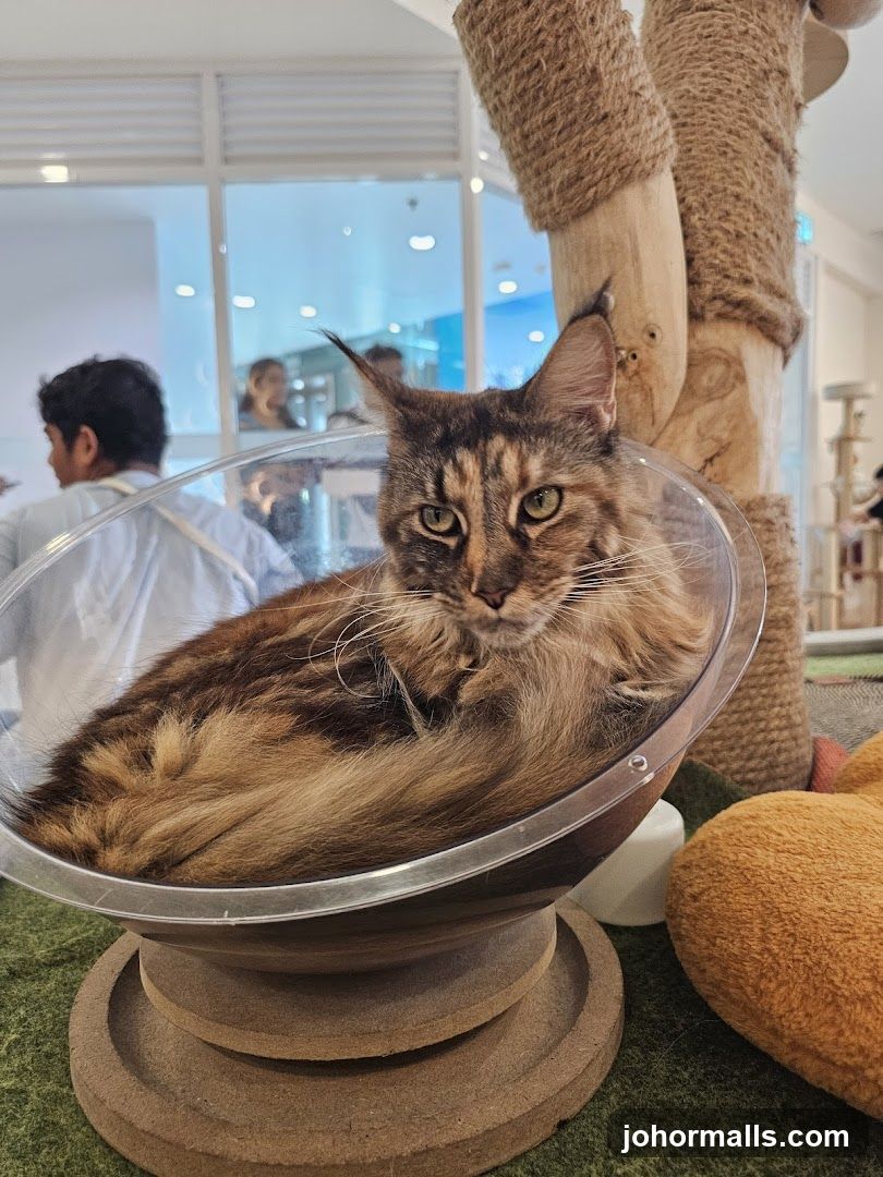 Cat in a clear bowl at a cat cafe