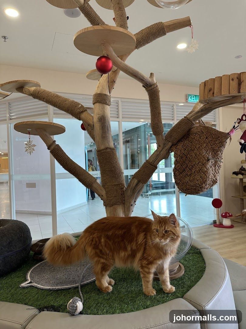 Cat cafe interior with a cat