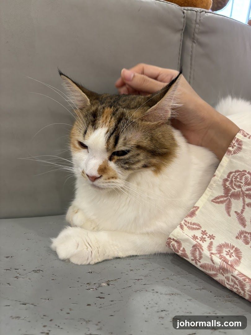 Cat being petted