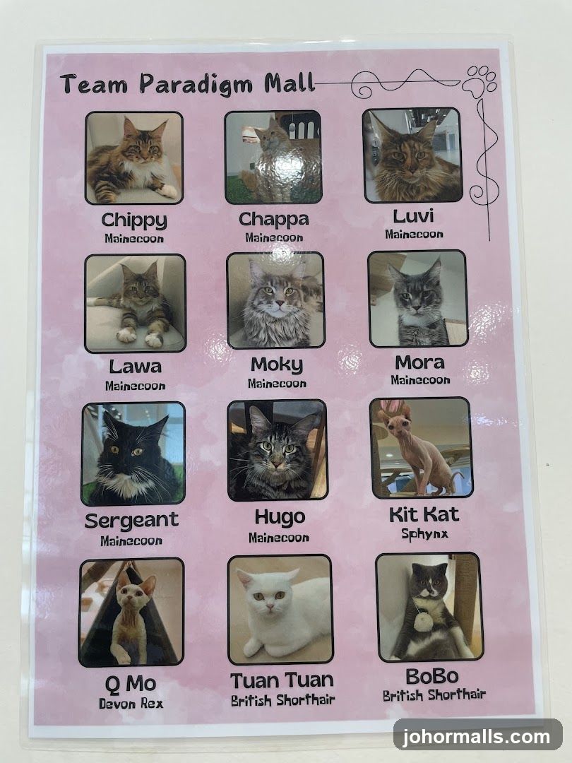 Team Paradigm Mall Cat Display