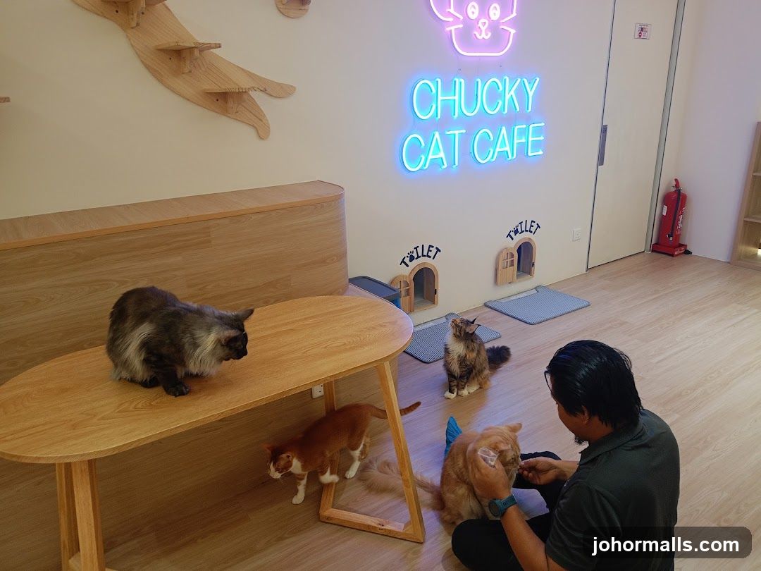 Chucky Cat Cafe Interior