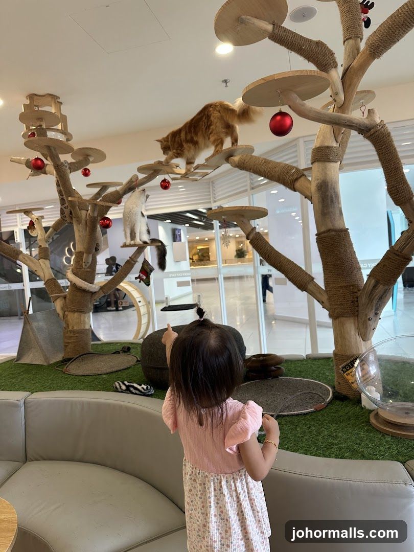 Cats and Child in a Play Area
