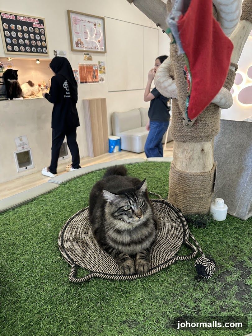 Cat Cafe Interior