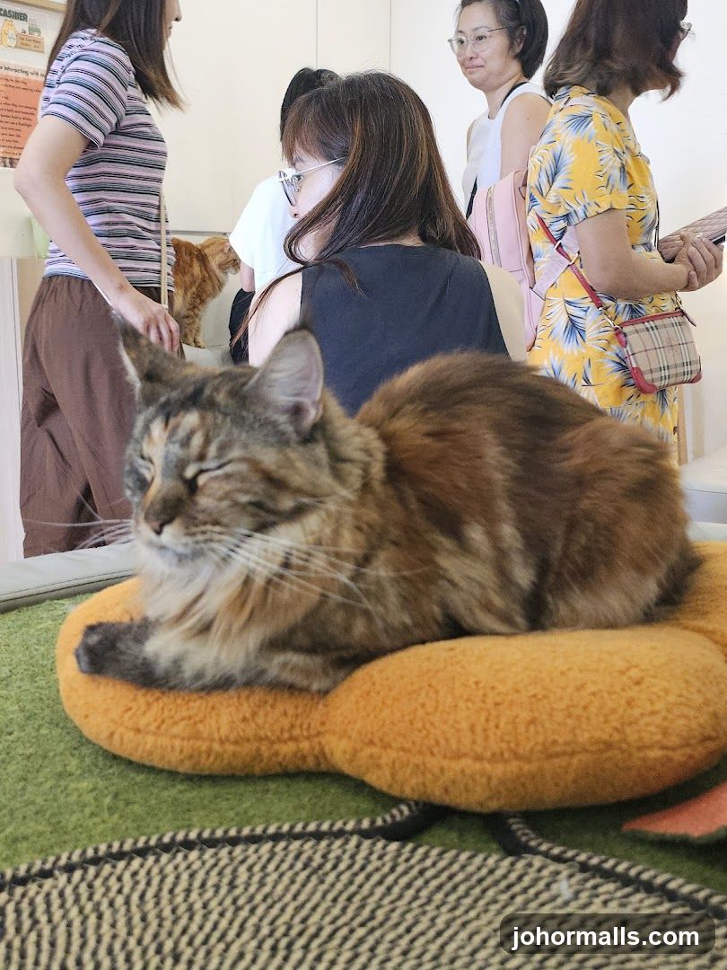 Cat Cafe Interior