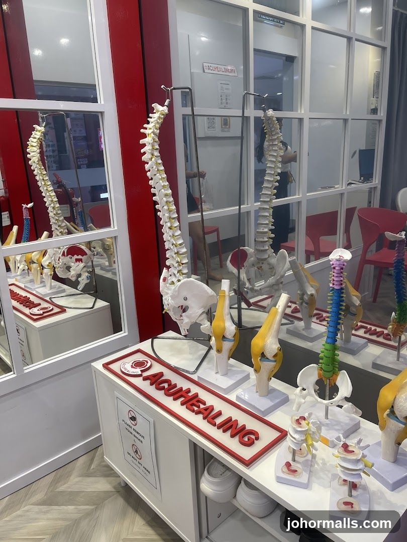 Anatomy Models Display