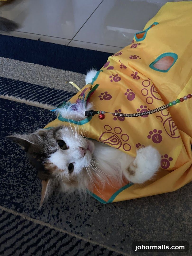 Cat playing in a tunnel