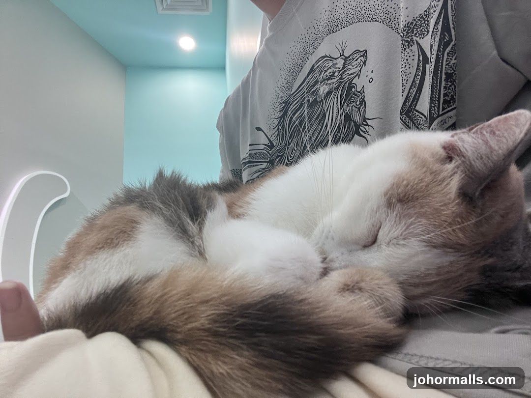 Cat sleeping on a person