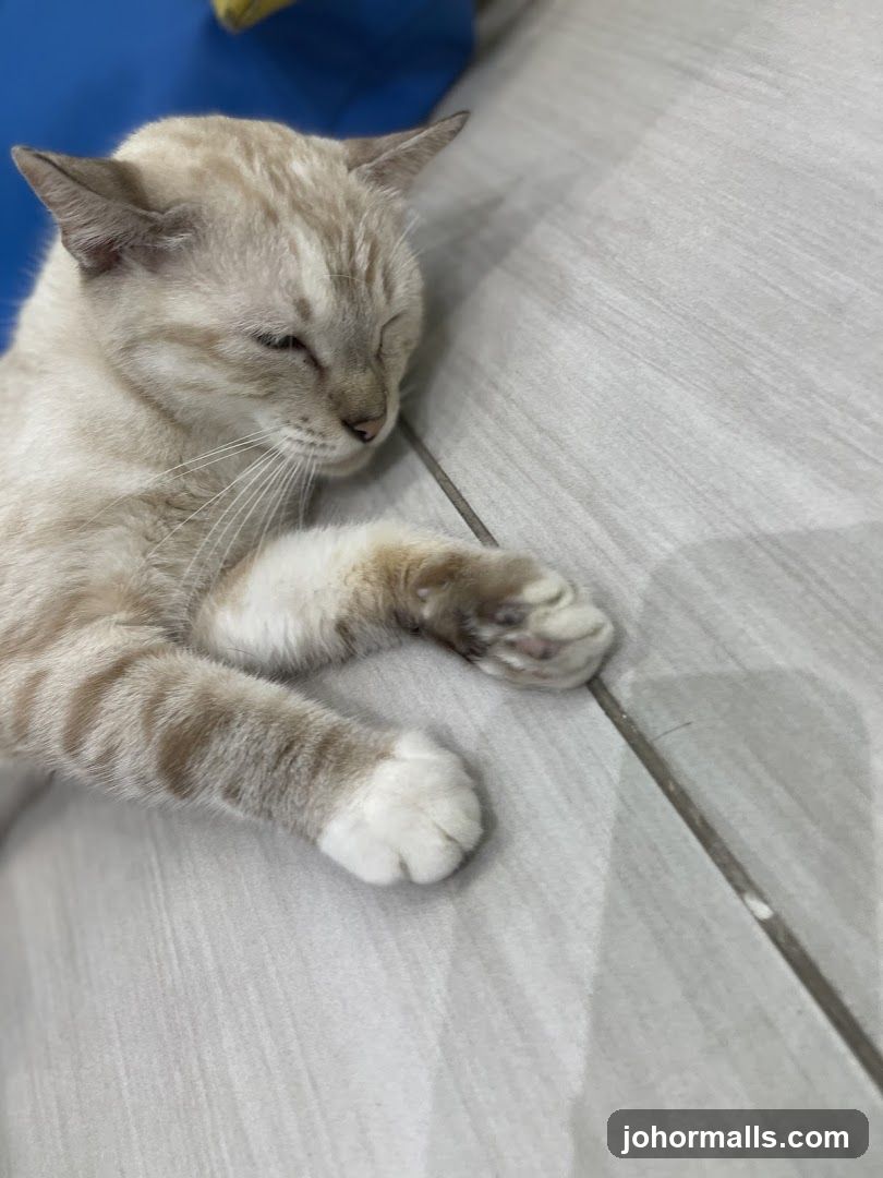 Sleeping Cat