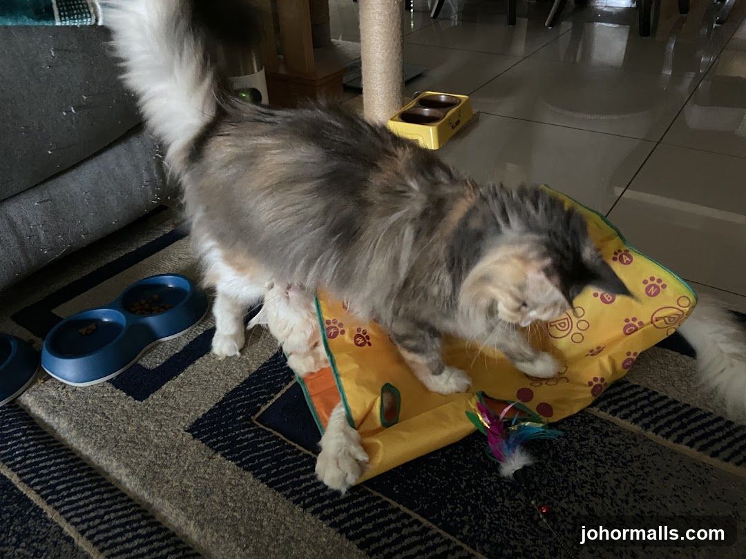 Cat playing with a toy