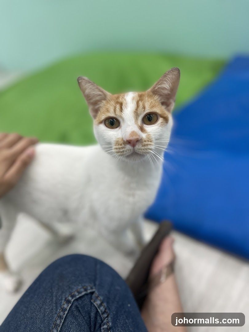 Cat being petted