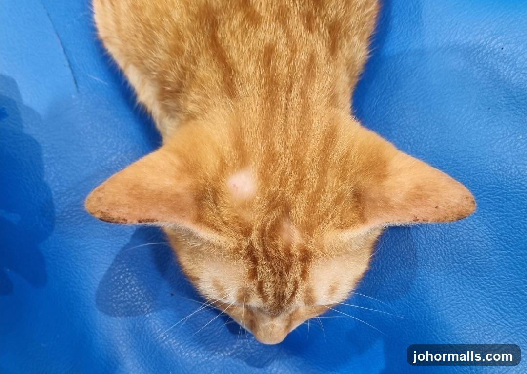 Orange Cat's Head