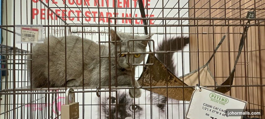 Cat in a cage
