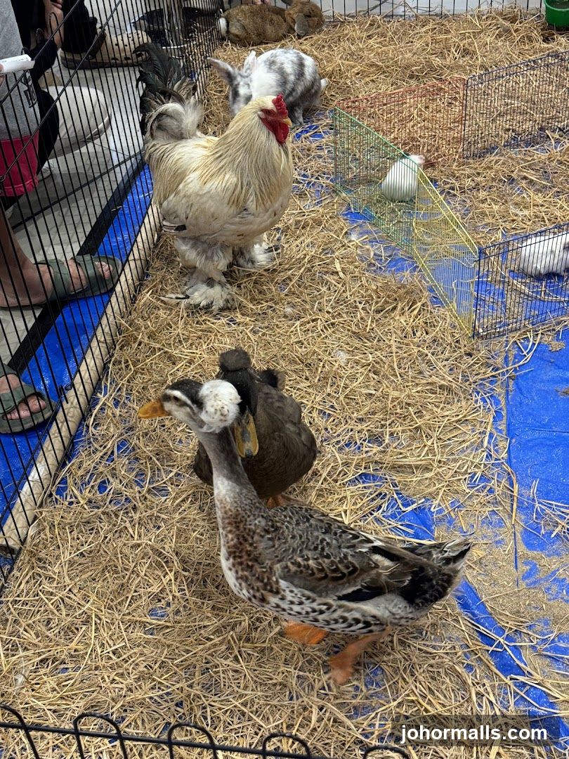 Farm Animals in Pens