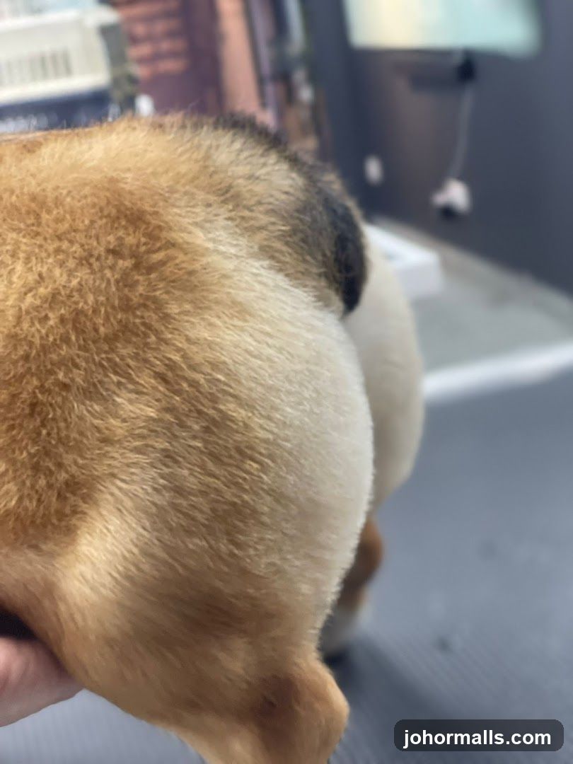 Fur & Away Pet Grooming Salon