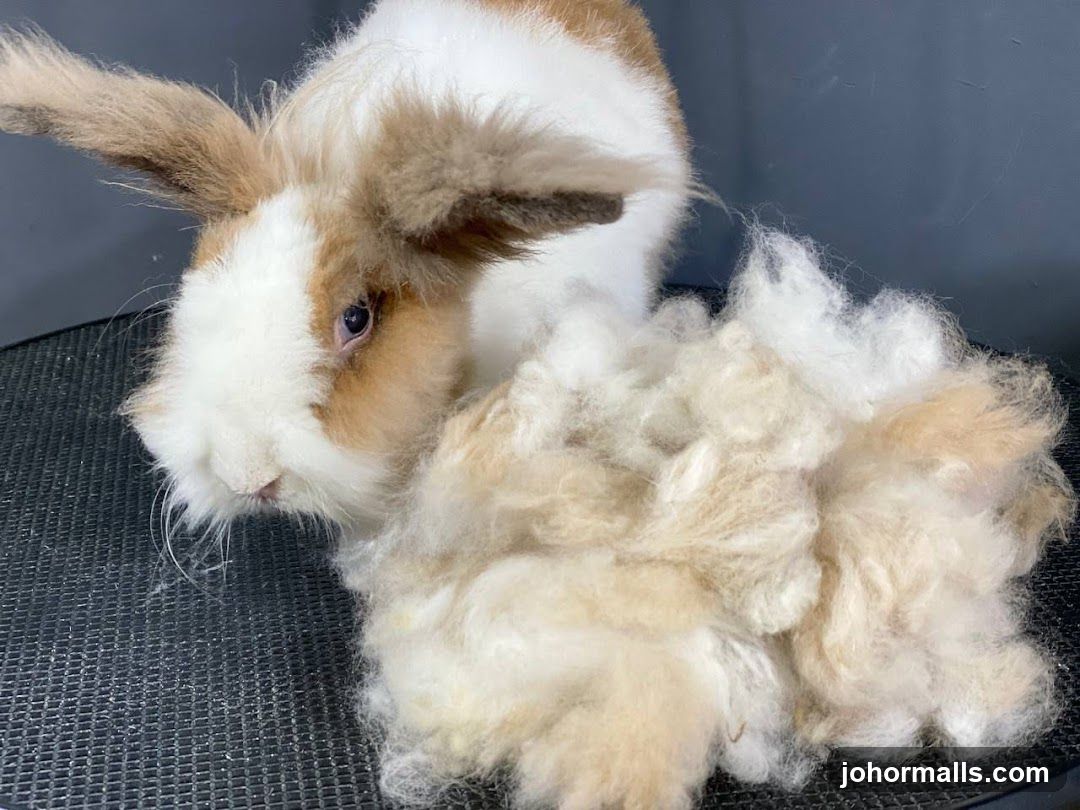 Rabbit Grooming