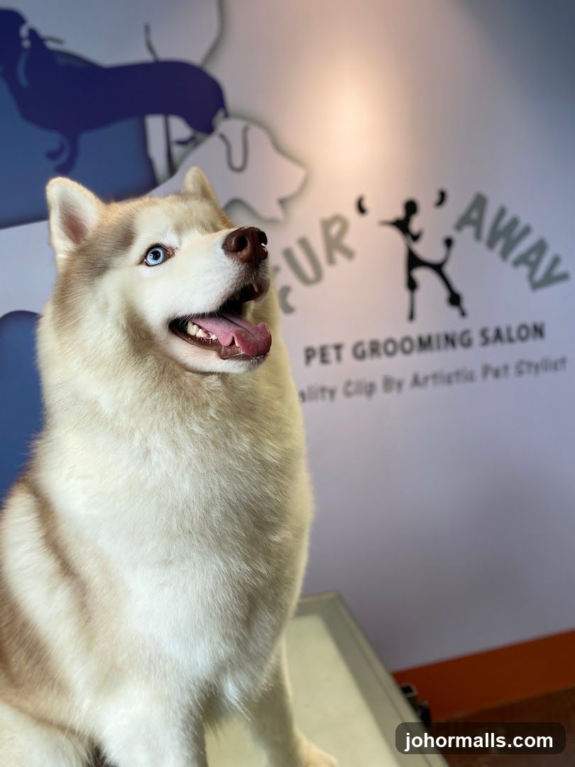 Husky at Pet Grooming Salon