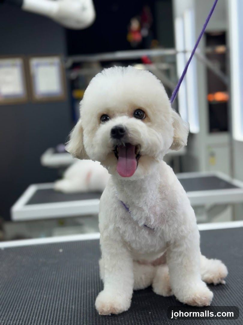 Groomed Bichon Frise