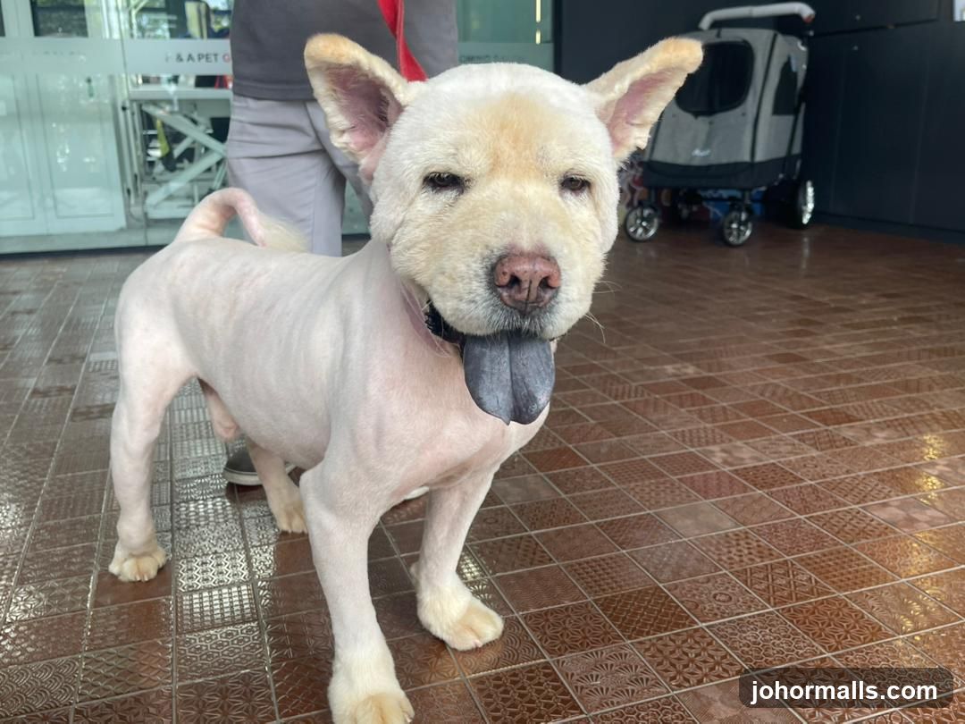 Dog with tongue out