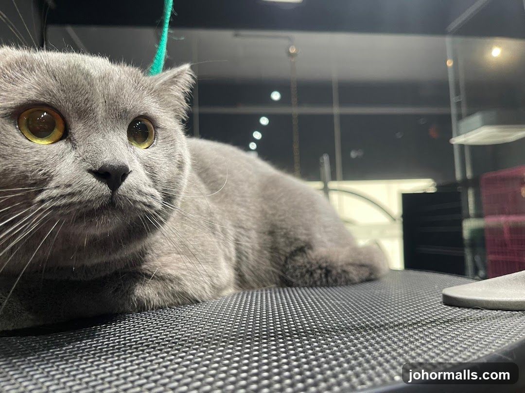 Cat on grooming table