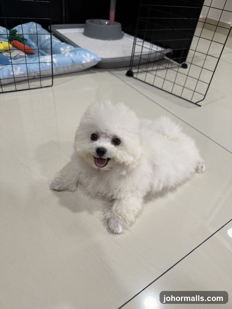 Fluffy white dog lying on floor