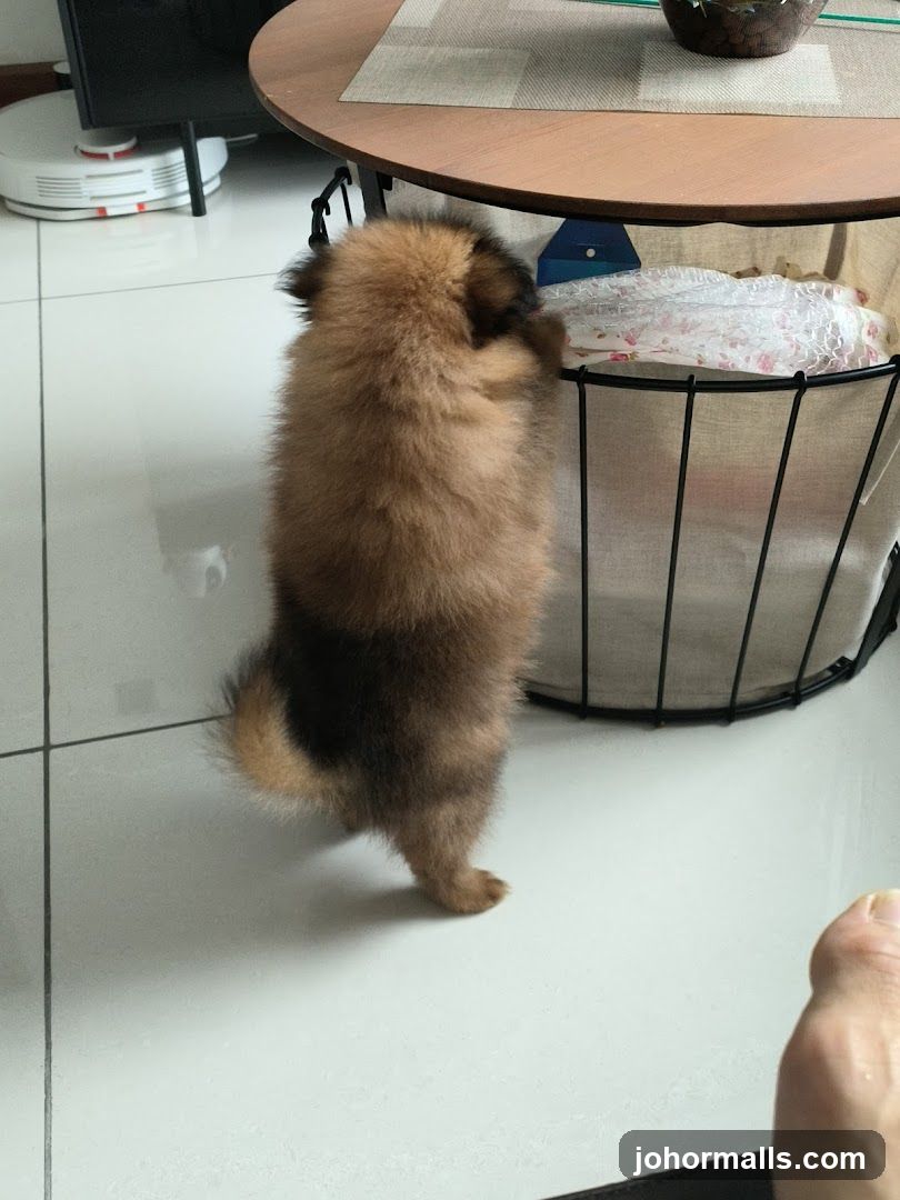 Curious Puppy Investigating a Basket