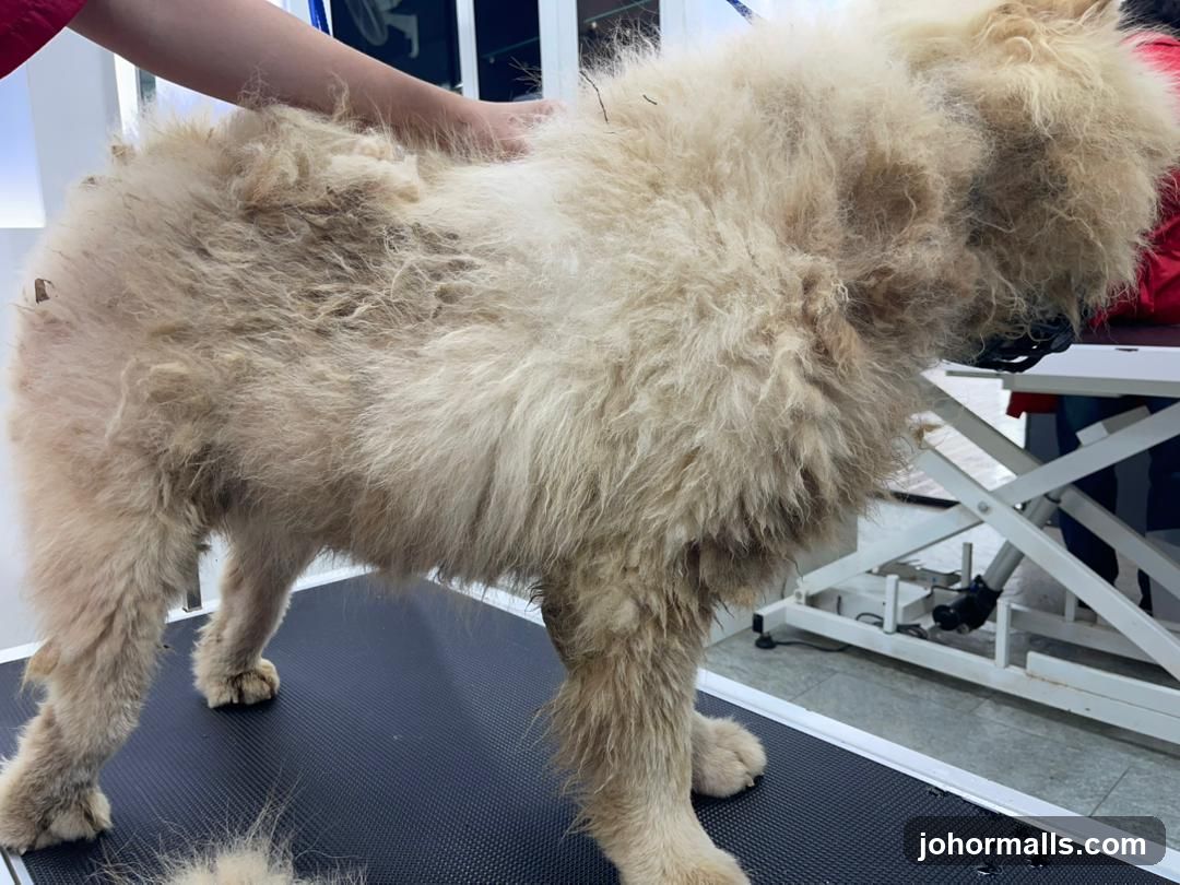 Dog Grooming