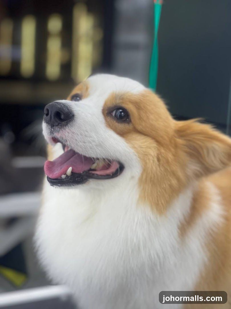 Corgi Dog