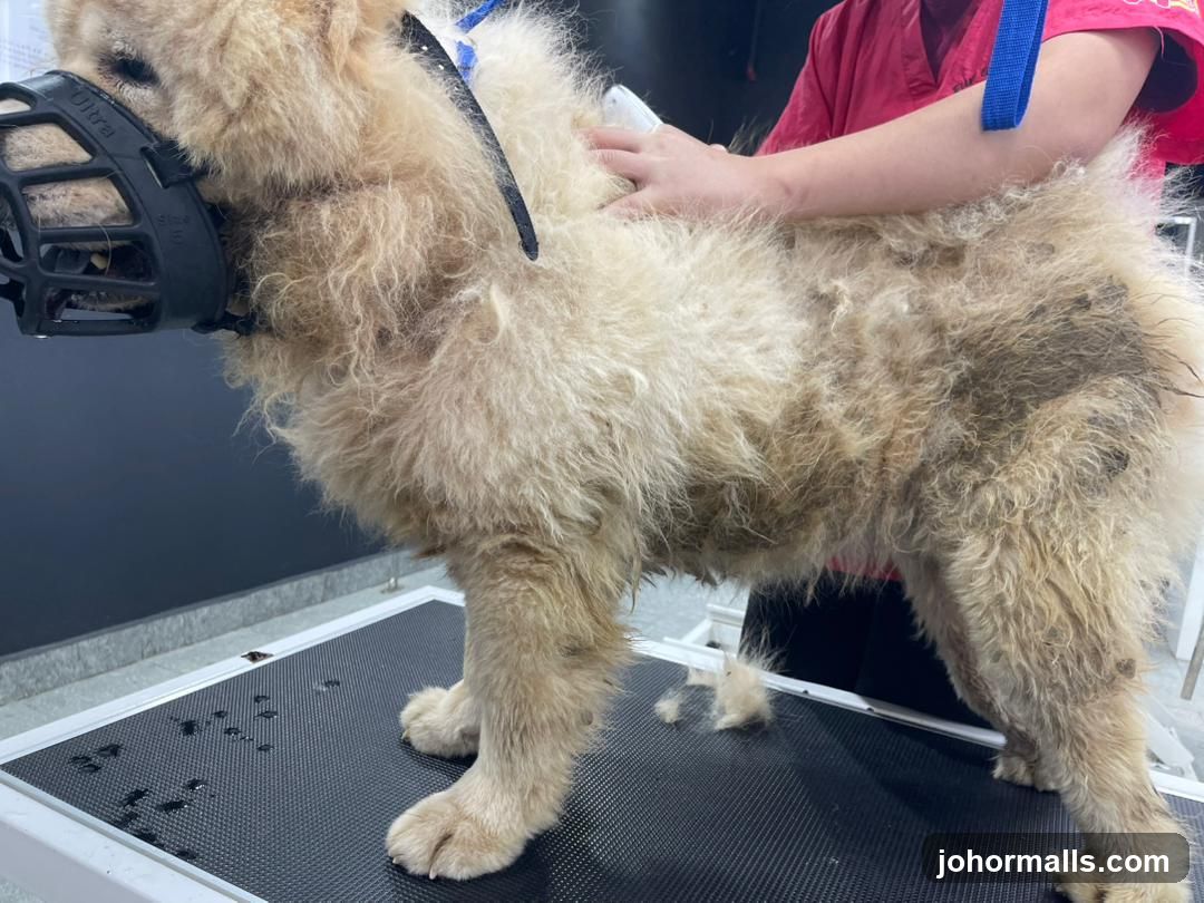 Dog Grooming