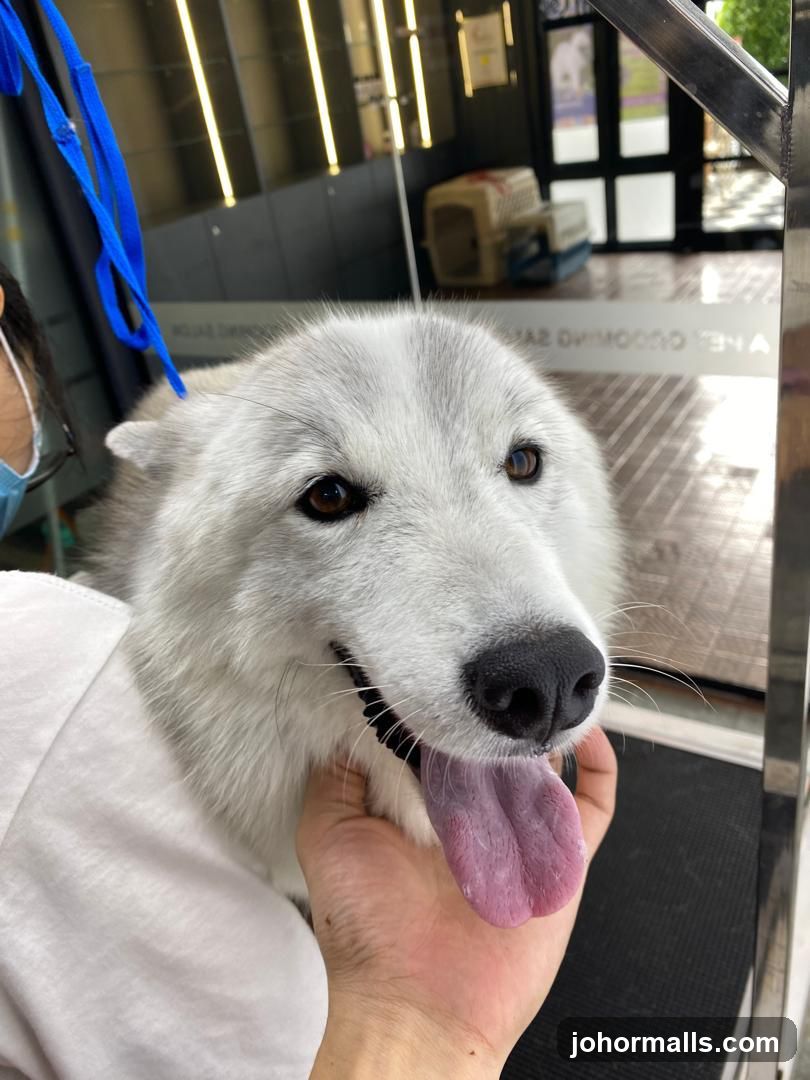 Dog at Grooming Salon