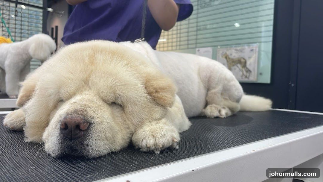 Dog grooming salon
