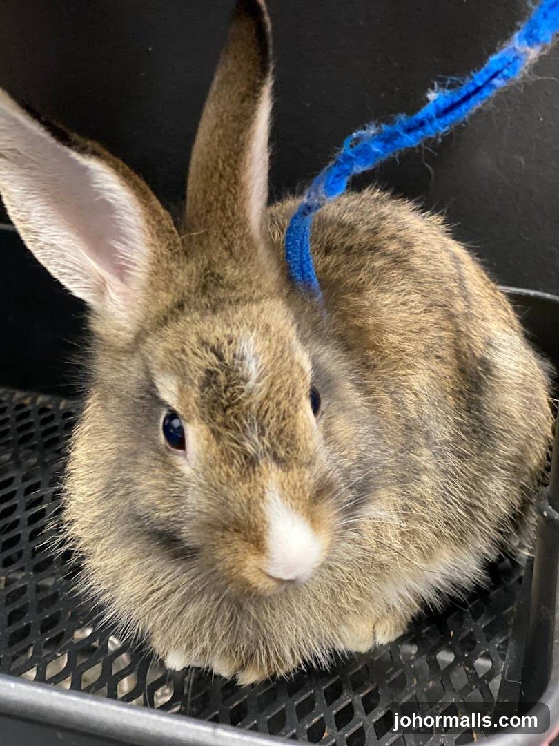 Rabbit on a leash